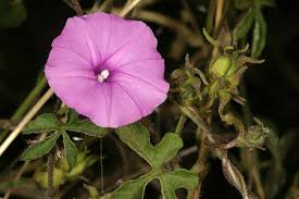 Image result for Ipomoea magnusiana