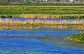 Wetlands are typically highly productive habitats, often hosting considerable biodiversity and endemism. Wetlands Can Help Fight Climate Change Scientific American