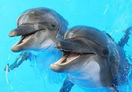 Maybe you would like to learn more about one of these? Dolphin Symbolism Meaning Totem Spirit Omens World Birds