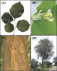 Image result for Dalbergia sissoo