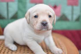 $2000 updated june 6, 2021. Sweet English Labrador Retriever Black And Yellow Puppies For Sale In East Palestine Ohio Classified Americanlisted Com