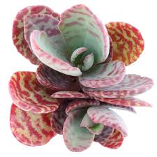 Image result for Kalanchoe humilis
