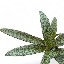 Image result for Ledebouria Unidentified sp. no5.