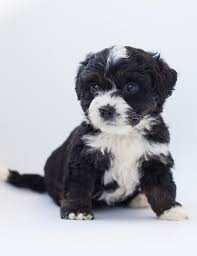 Joe, indiana, near auburn, lies this small farm that is known as acorn lane. The 5 Best Bernedoodle Breeders In Idaho Id 2021