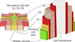 Do all plants have secondary cell walls. The Cell More Information Cell Wall Atlas Of Plant And Animal Histology