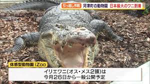 Jul 13, 2018 · 古代エジプトでは、ワニは生命の源であるナイル川を象徴する聖なる動物として崇められた一方、その何でも食らいつく獰猛さから邪悪な力を持った悪魔の化身とみなされることもあり、恐れられていました。日本には野生の種が生息していないため、かつてはサメと混同されることもあった. äººé£Ÿã„ãƒ¯ãƒ‹ æ—¥æœ¬æœ€å¤§ã‚¤ãƒªã‚¨ãƒ¯ãƒ‹ å¼•ã£è¶Šã—å¤§ä½œæˆ¦ Youtube