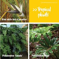 Depending on the species, aloe plants typically have gray to bright green leaves, sometimes with a striped or mottled appearance. Tropical Plants For Any Climate About The Garden Magazine