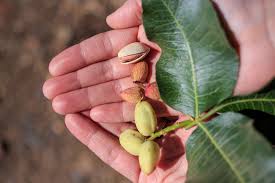 Les pistaches se consomment souvent à l'apéritif, mais elles font partie des ingrédients de nombreuses recettes : Pistachier Ses Fruits Son Feuillage Son Entretien Sa Culture