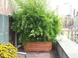 Arrange them randomly or in a single column. 26 Diy Garden Privacy Ideas That Are Affordable Incredible Balcony Garden Web
