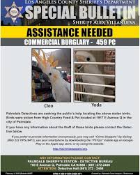 We did not find results for: Thieves Snatch Pair Of 2 000 Exotic Birds From Pet Store Abc News