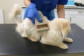 1,188 likes · 2 talking about this. Microchipping For Cats Everything You Need To Know Cats Protection
