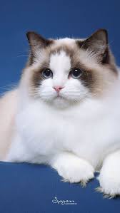 Muhtesem Kitty Ariyorum Super Muhtesem Gatos Bonitos Gatitos Esponjosos Gatitos Adorables