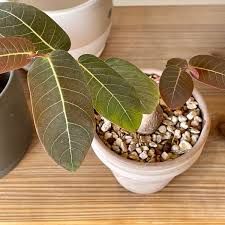 Image result for Phyllanthus micromeris