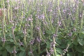 Image result for Ocimum lamiifolium