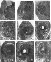 Embryo sac development in the dihaploid plant. An archespore... | Download  Scientific Diagram