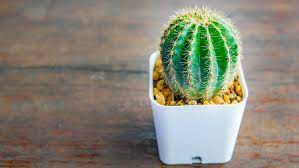Tanaman out door in door. 5 Tanaman Hias Kaktus Murah Meriah Cocok Untuk Hiasan Indoor