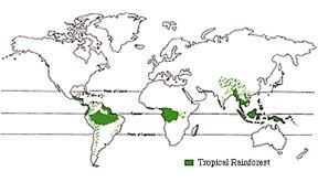 Tropical rainforests are located between 10°n and 10°s of the equator where temperatures stay near 28°c throughout the year. Types Of Rainforests