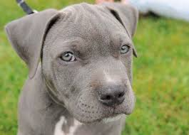 Such A Beautiful Pit Puppy Pitbull Puppies Blue Nose Pitbull Puppies Blue Nose Pitbull