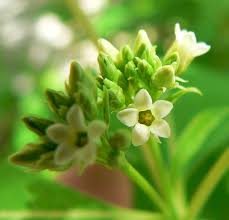 Image result for Secamone parvifolia