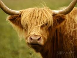 Long Haired Cow Scottish Highlands Photographic Print By Robert Houser At Allposters Com Long Haired Cows Cow Animals