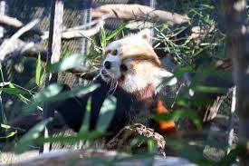 Red Panda Habitat Reopens At National Zoo Next Week Wtop Panda Habitat Red Panda Zoo
