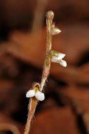 Image result for Zeuxine africana