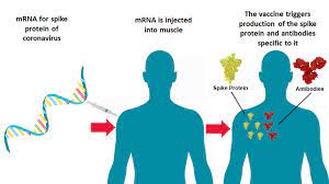 Mar 29, 2021 · mrna may not produce a great second act in the next decade, or ever. Mrna Vaccines Here S Everything You Need To Know World Economic Forum