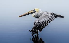 Find the latest new orleans pelicans news, rumors, trades, draft and free agency updates from the insider fans and analysts at pelican debrief Brown Pelican Audubon Field Guide
