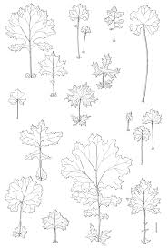 Image result for Emilia transvaalensis