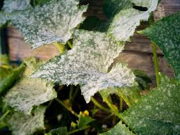 Small white spots may erupt on the surface of infected. The Six Common Cucumber Diseases You Need To Know About
