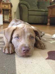 Pin By Taylor Bialkowski On Animals Pitbull Mix Puppies Pitbull Puppies Lab Mix Puppies