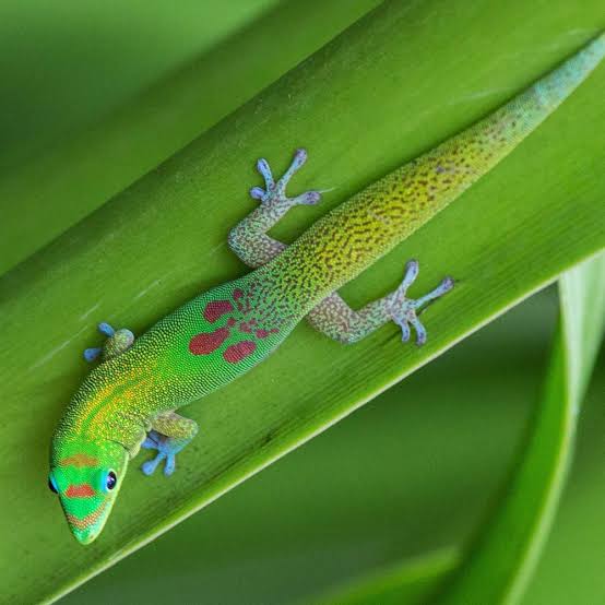 CB Gold Dust Day Gecko | Peregrine