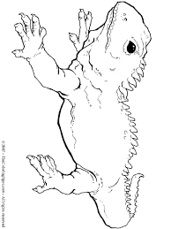 Coloring pages european union 2007. Tuatara Audio Stories For Kids Free Coloring Pages Colouring Printables