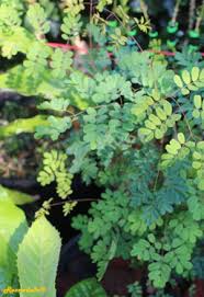 Image result for Fabaceae subfamily Caesalpinioideae