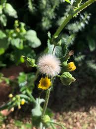 Image result for Sonchus friesii