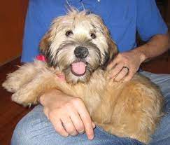 Wheaten Terrier Adoption Wheaten Terrier Soft Coated Wheaten Terrier Wheaten Terrier Puppy