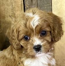 All our dogs live in our home with us and are a part of our family. Cavapoo Puppies Georgia Find A Puppy Online Home Land Puppies