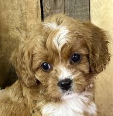 Everyone asks where we got duke because he's such a great puppy and has remained so healthy! Cavapoo Puppies Georgia Find A Puppy Online Home Land Puppies