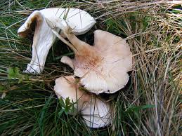 Image result for Clitopilus prunulus