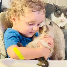 Rescue and care needed for injured cats