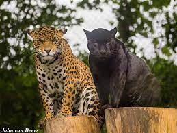 11 Amazing Animals With Melanism All Black Colour Krasivye Koshki Samye Milye Zhivotnye Koshki I Kotyata