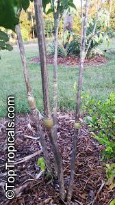 Image result for Gonatopus