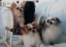Penelope won florida dog show. Miki Dog Facts Temperament Training Diet Puppies Pictures