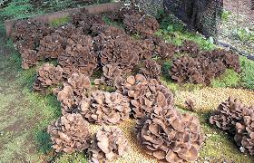 おいしい山形ホームページ