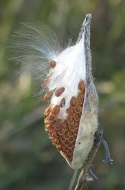 Milkweed Seed Pod In 2020 Milkweed Seeds Milkweed Pods Milkweed