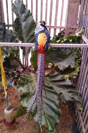 Lady Pheasant Ayam Tibet Ternak Ayam Ayam