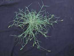 Image result for Cenchrus incertus