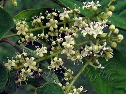 Image result for Embelia schimperi