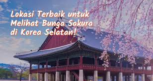 Membicarakan mengenai kontroversi sejarah bunga sakura di korea memang menarik, namun kalau diperdebatkan nggak bakal ada habisnya. Lokasi Terbaik Untuk Melihat Bunga Sakura Di Korea Selatan 2019 Klook Blog