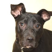 There are so many animals living in shelters and foster homes in chicago ridge. Chicago Area Animal Shelters Paws Chicago